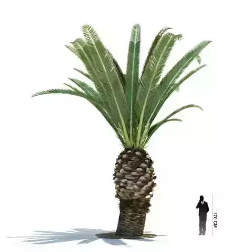 Phoenix Canariensis 21 Am85