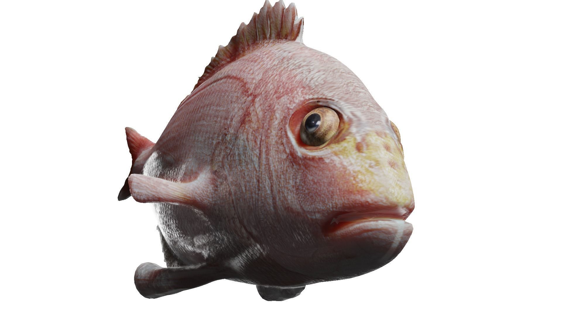 carp fish Low-poly 3D model_22