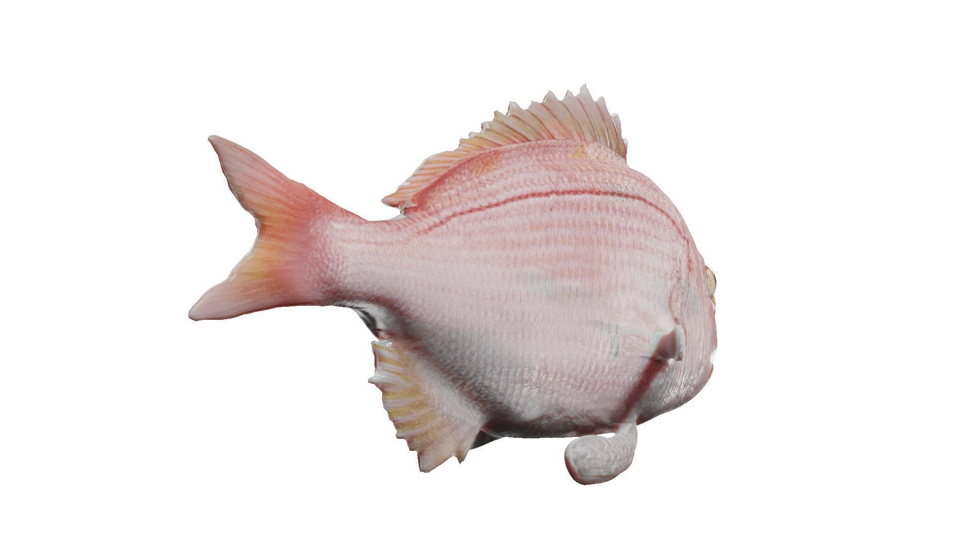 carp fish Low-poly 3D model_14