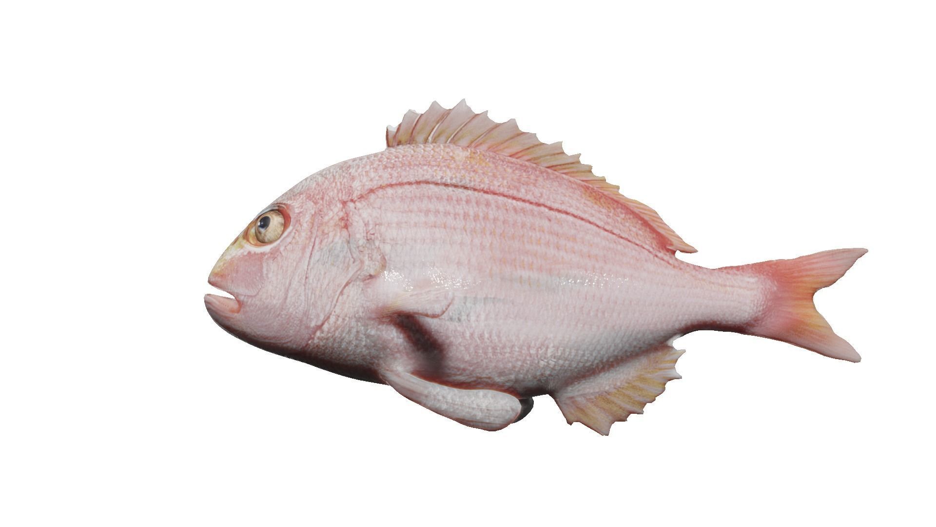 carp fish Low-poly 3D model_15
