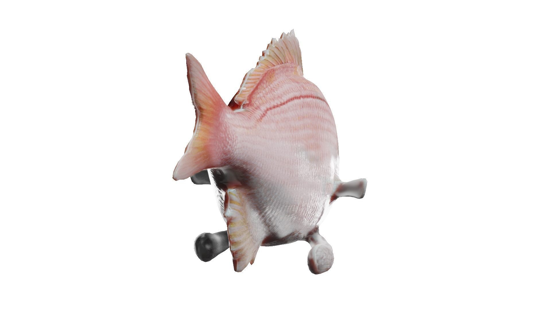 carp fish Low-poly 3D model_9