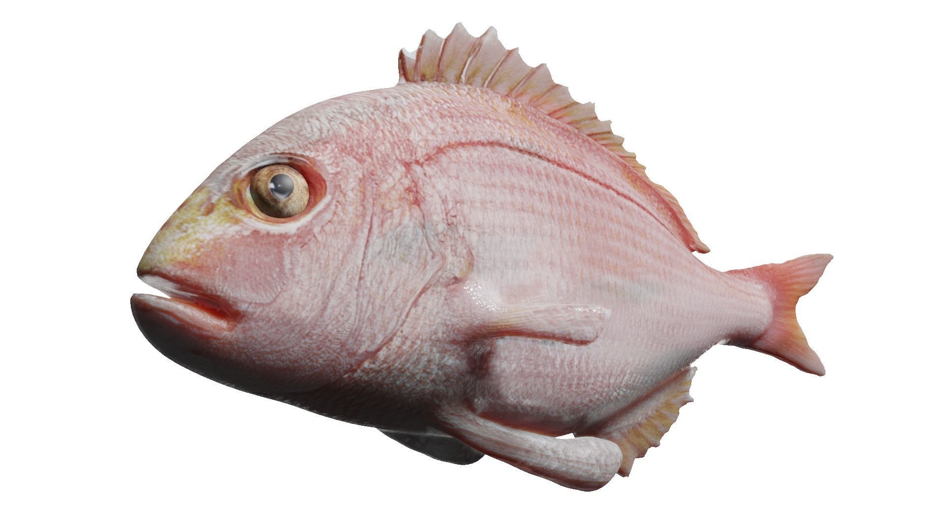 carp fish Low-poly 3D model_2