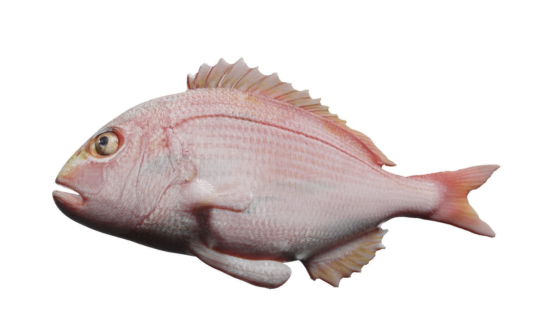 carp fish Low-poly 3D model_18