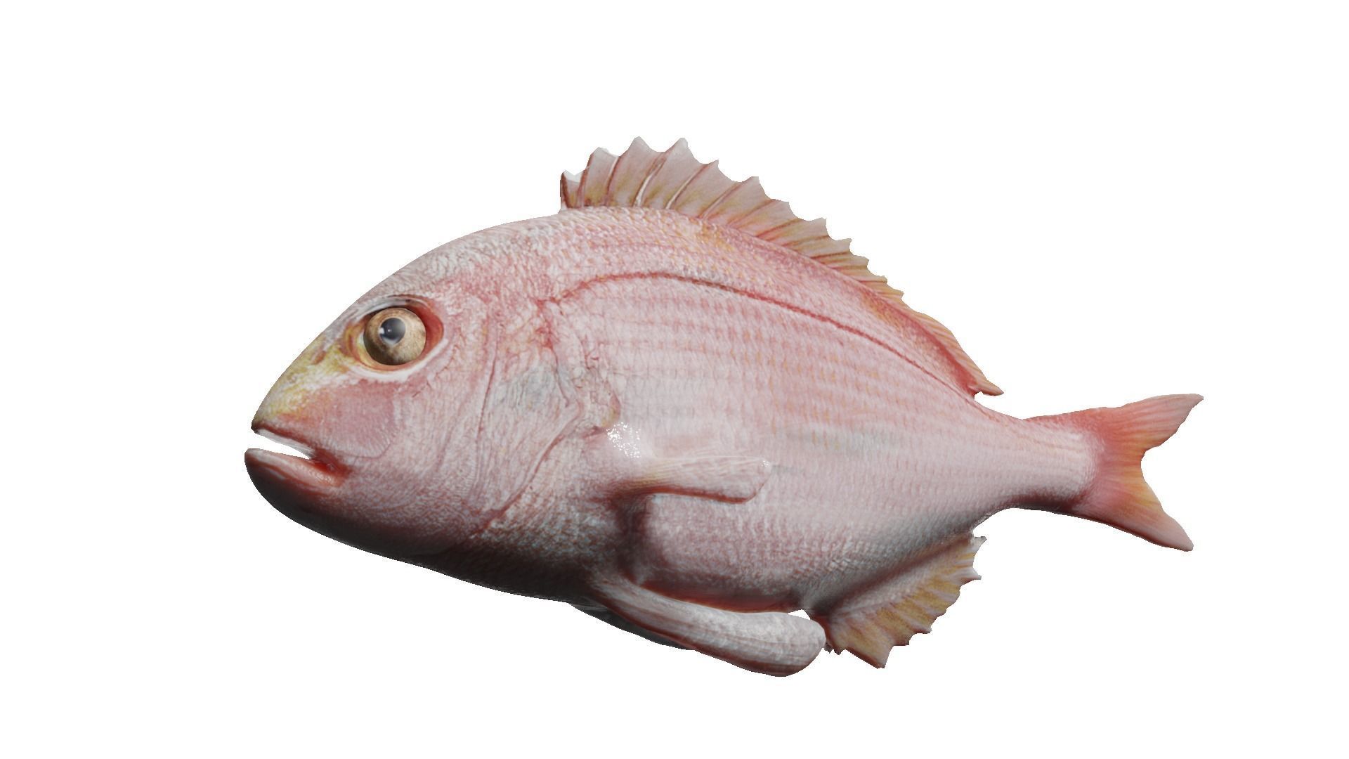 carp fish Low-poly 3D model_17