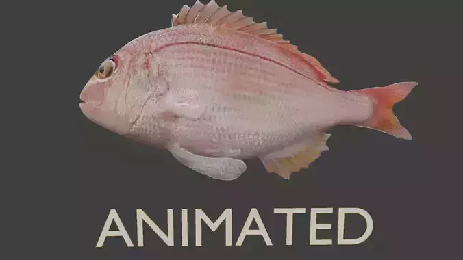 carp fish Low-poly 3D model