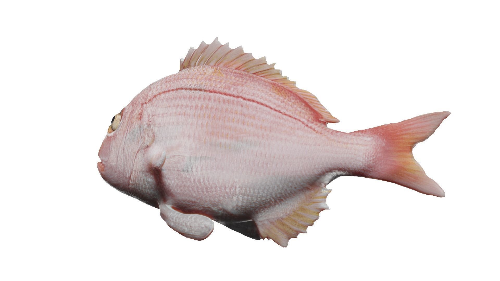 carp fish Low-poly 3D model_19