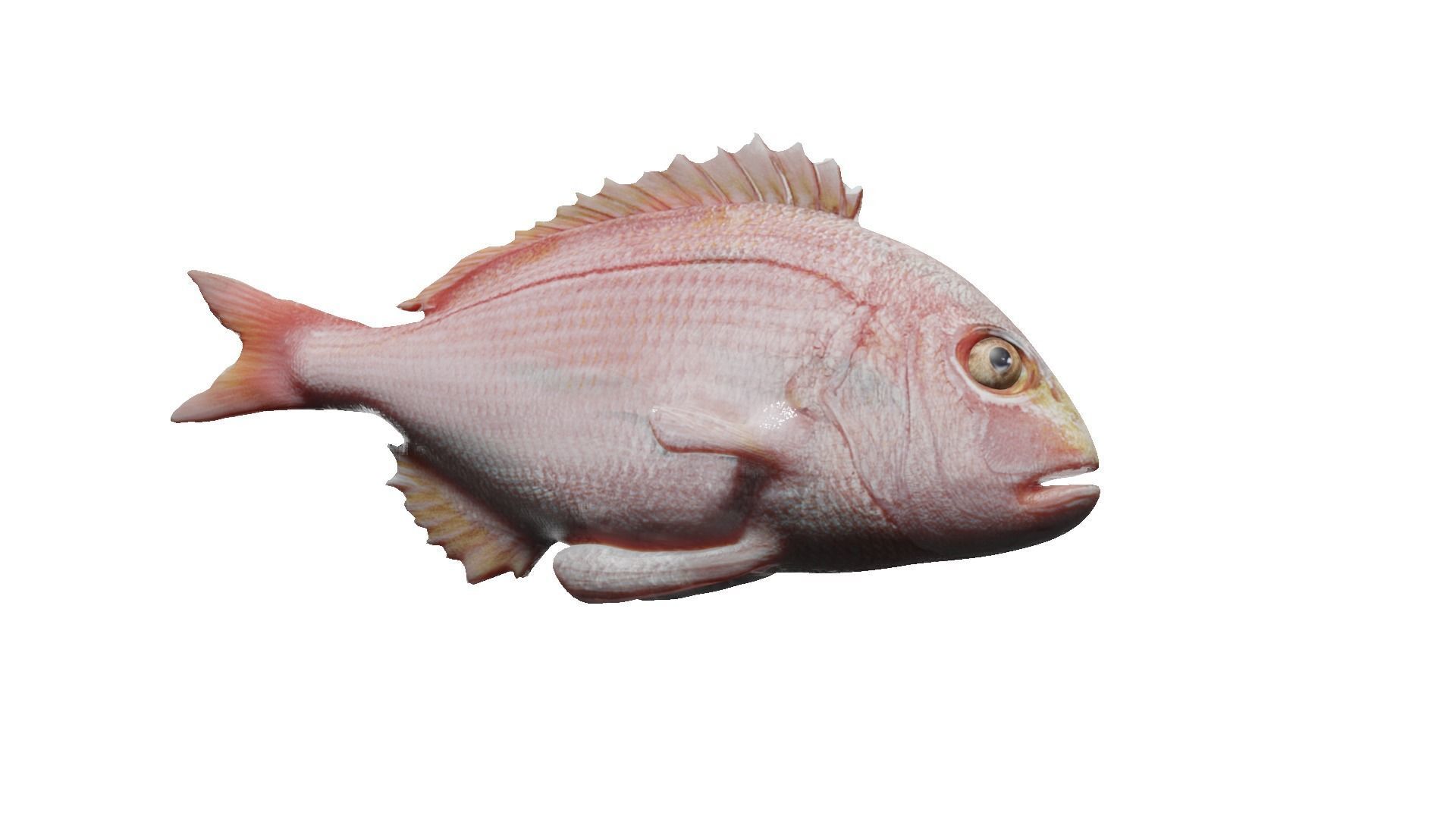 carp fish Low-poly 3D model_21