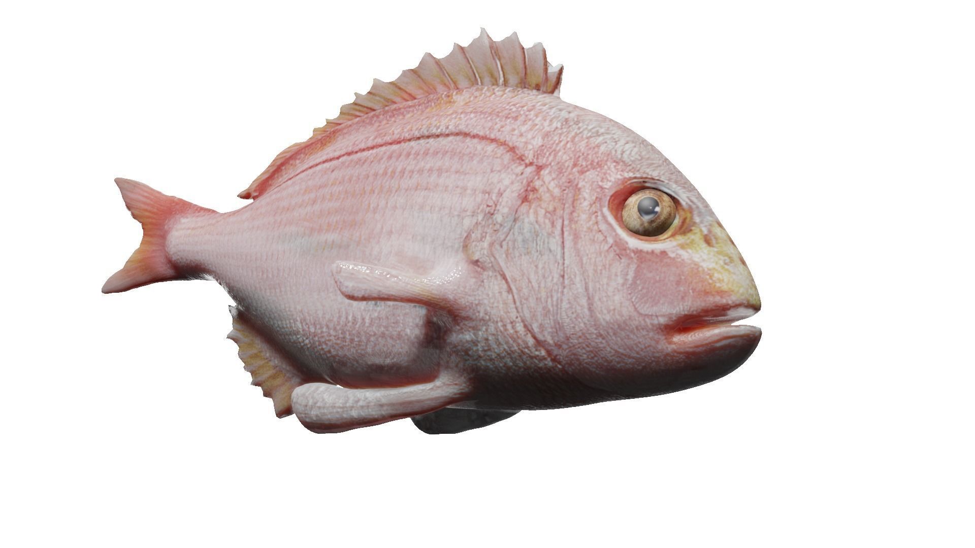 carp fish Low-poly 3D model_5