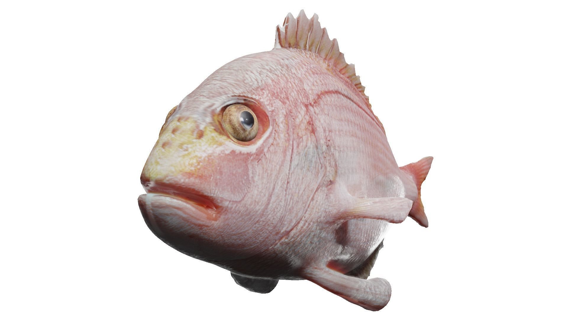 carp fish Low-poly 3D model_7