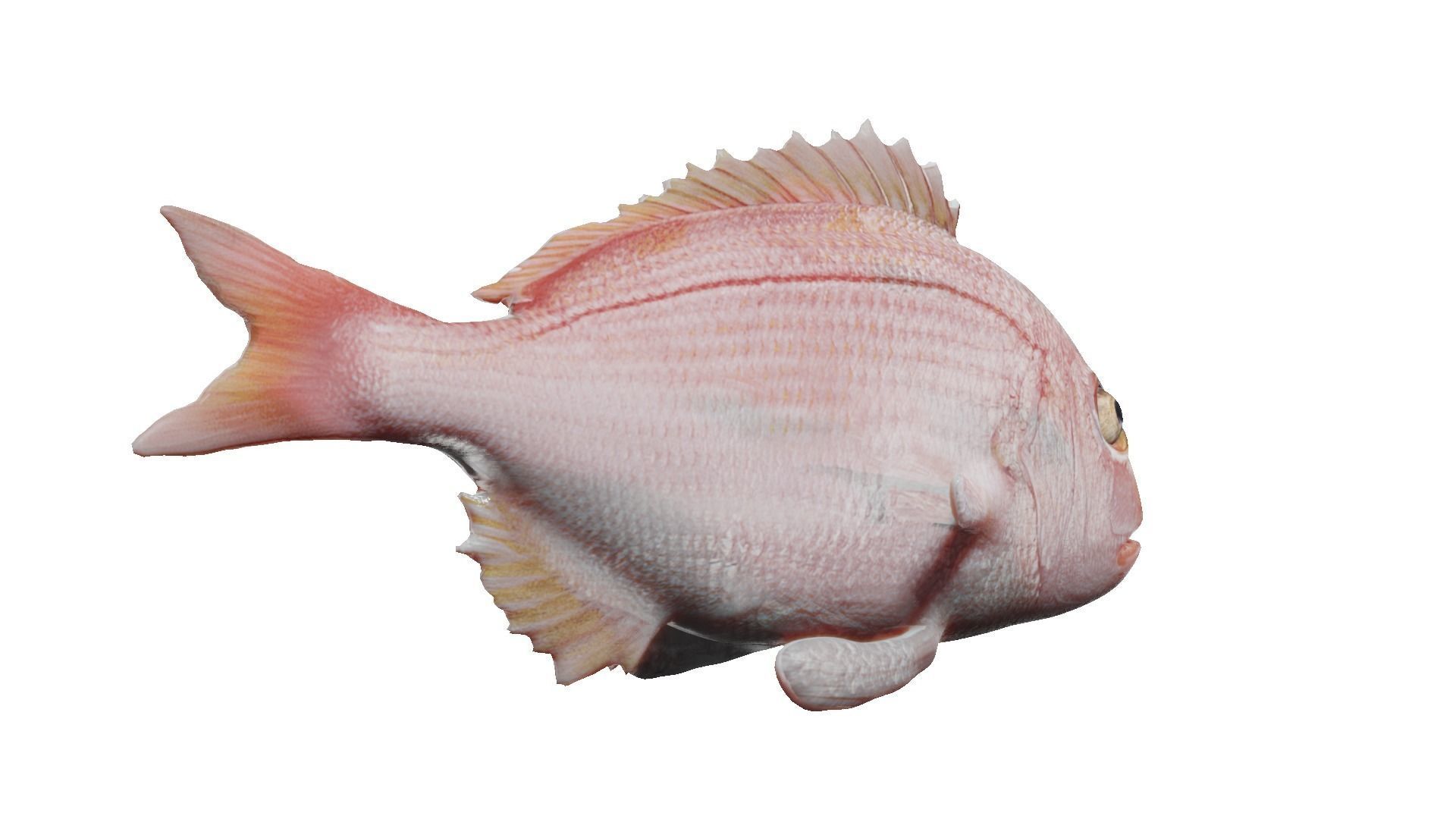 carp fish Low-poly 3D model_20
