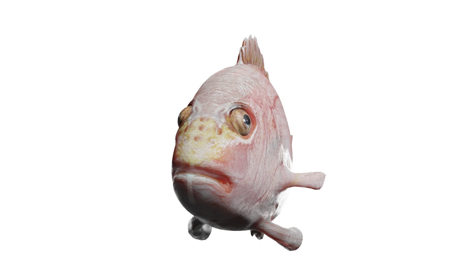 carp fish Low-poly 3D model_11