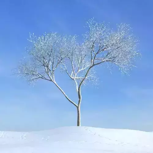 Winter Tree In Snow