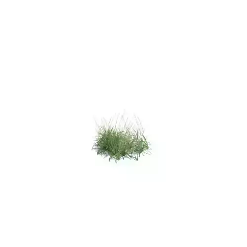 Plant Small Grass
