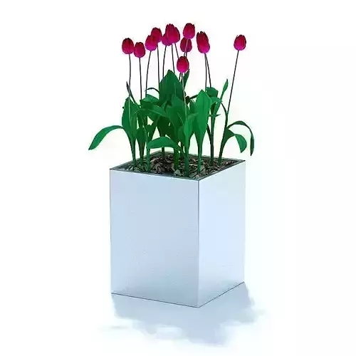 Natural Pot Plant