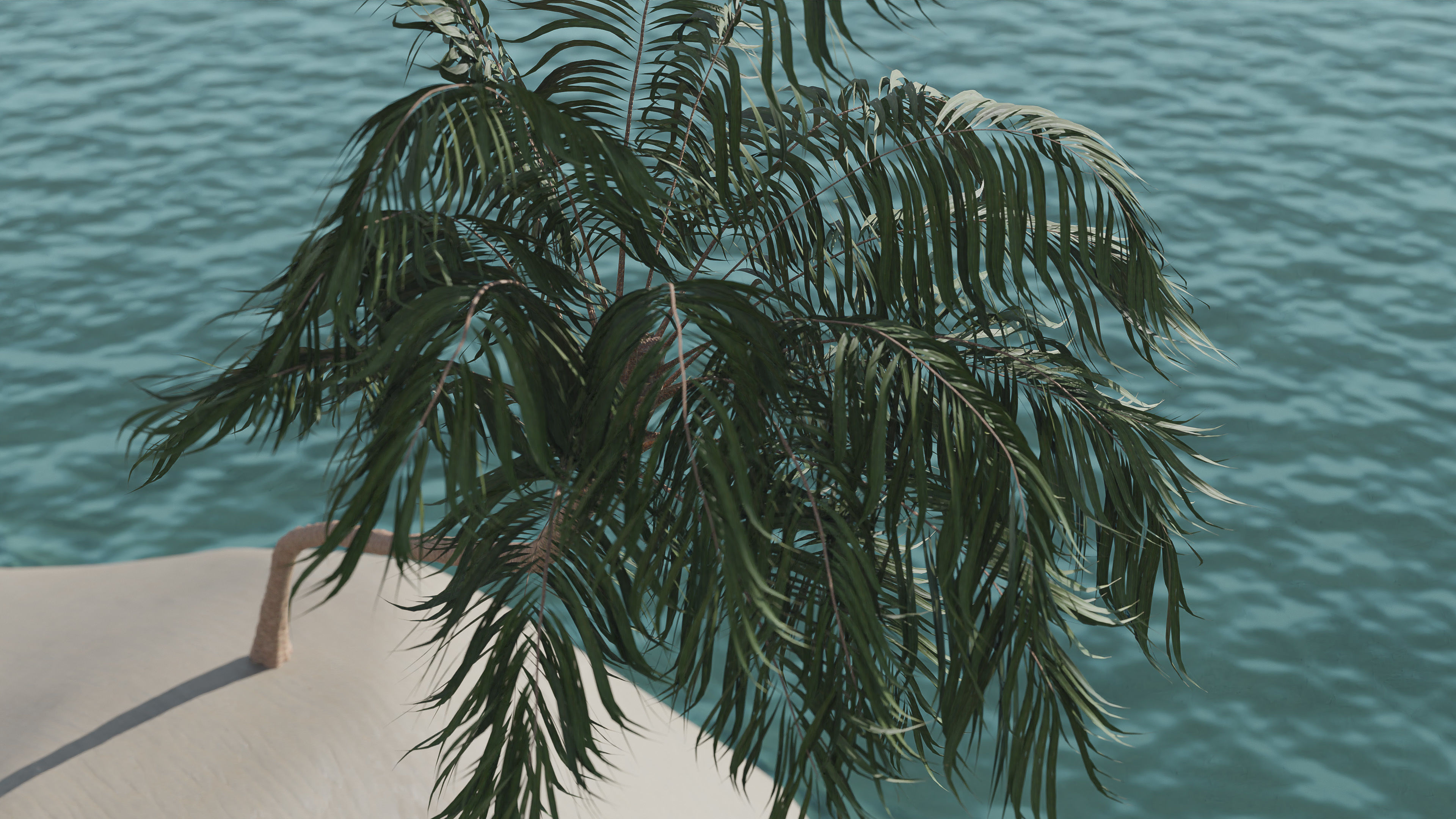 Palm Tree Hanging 3D model_3