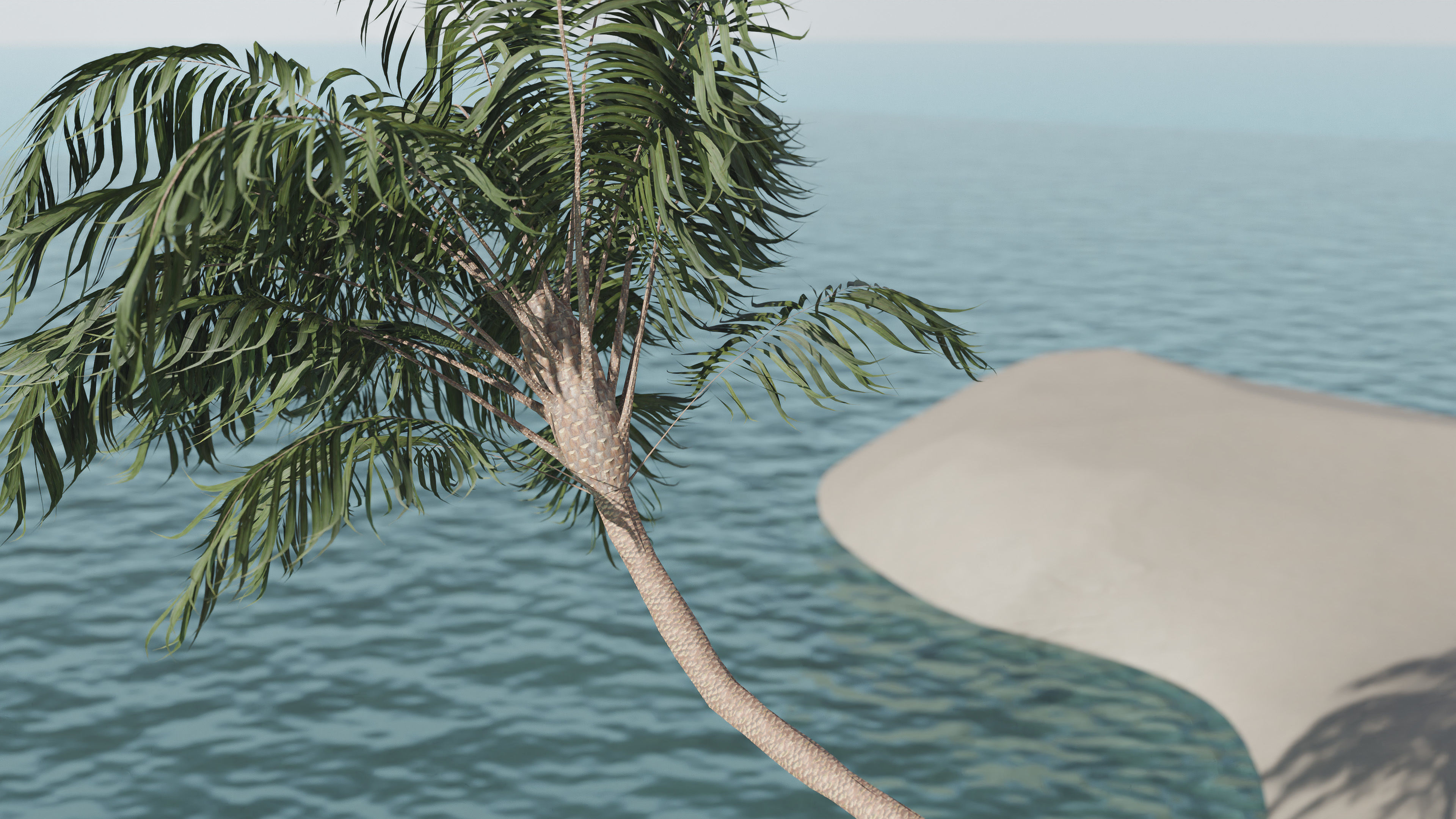 Palm Tree Hanging 3D model_4
