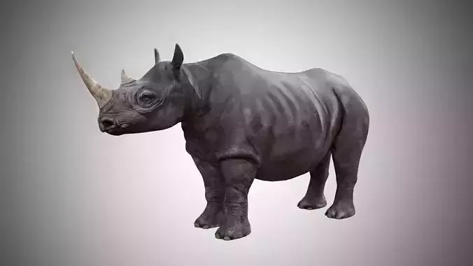 Rhinoceros