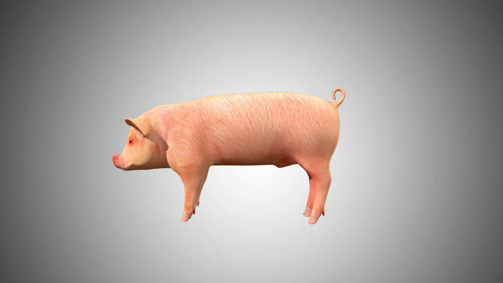 Pig red Low-poly 3D model_0