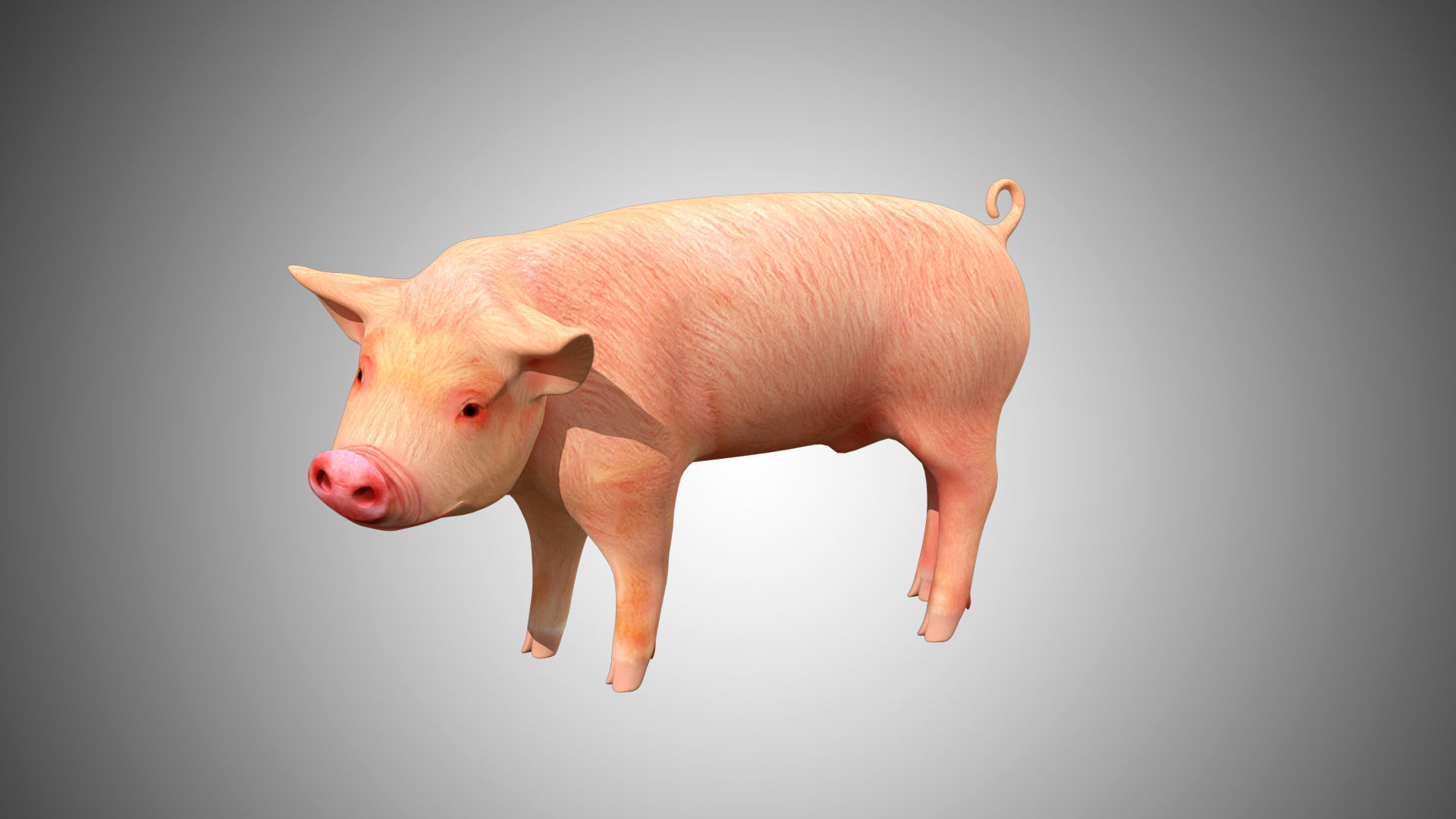 Pig red Low-poly 3D model_4