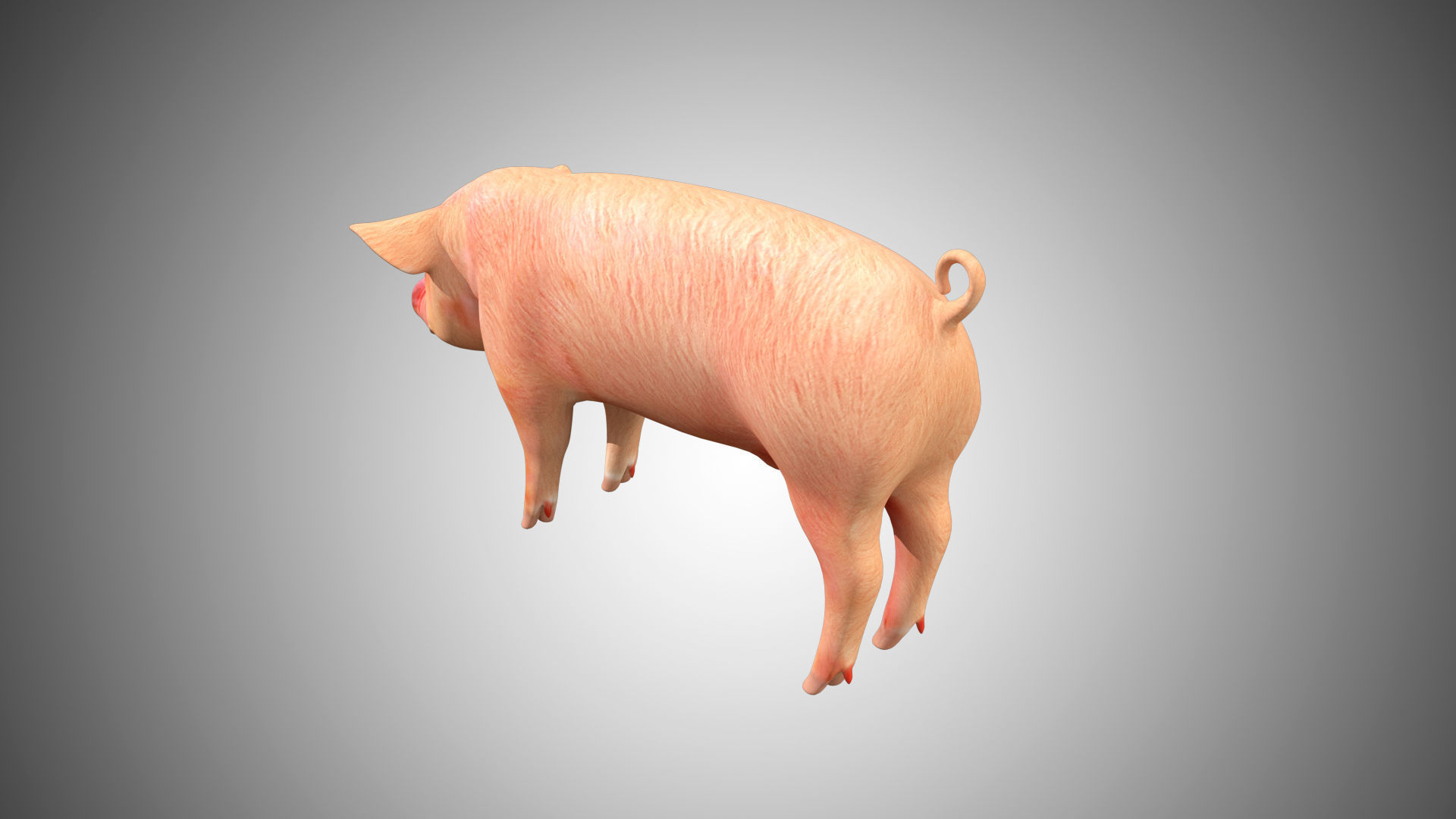 Pig red Low-poly 3D model_3