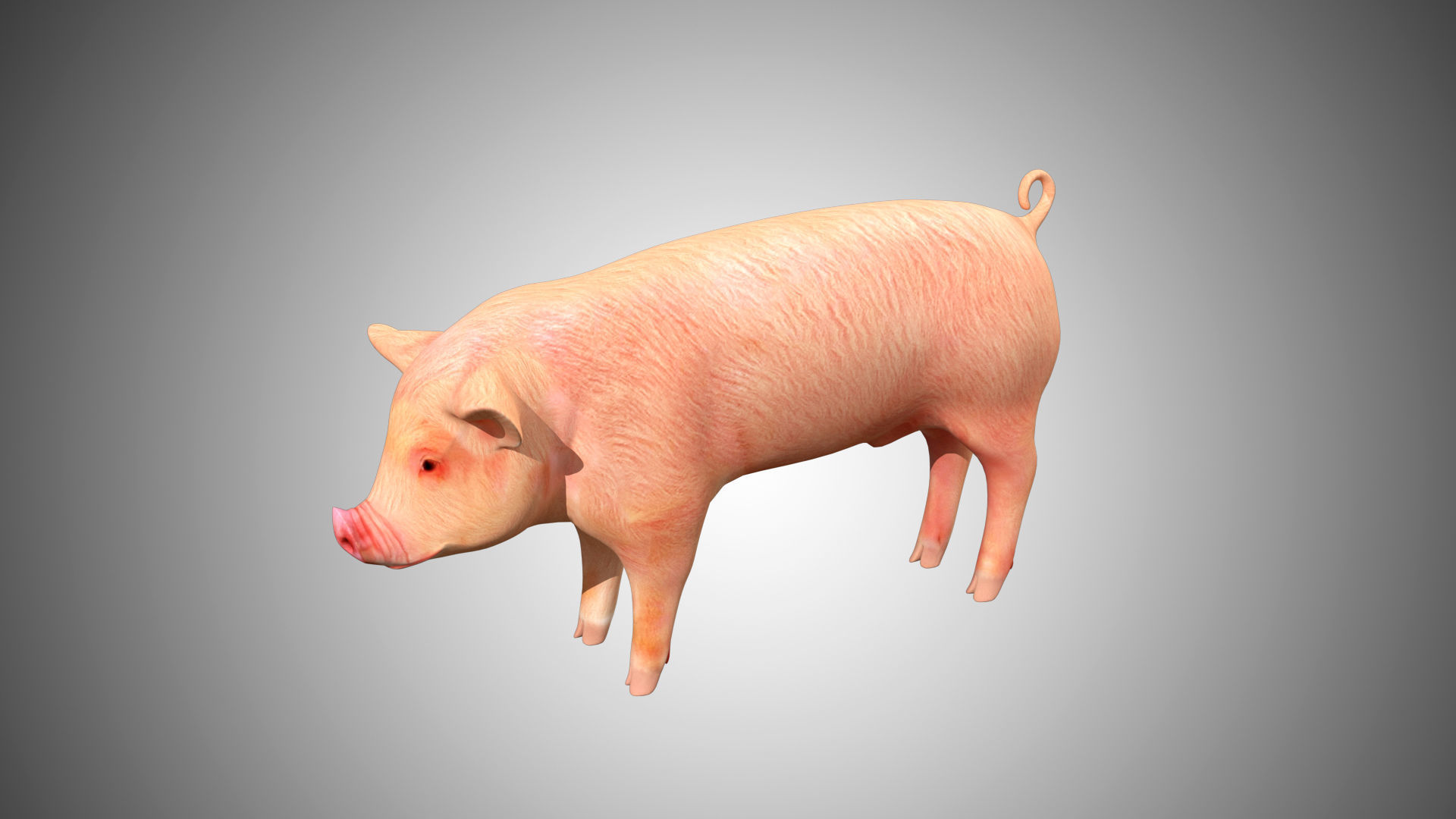 Pig red Low-poly 3D model_2