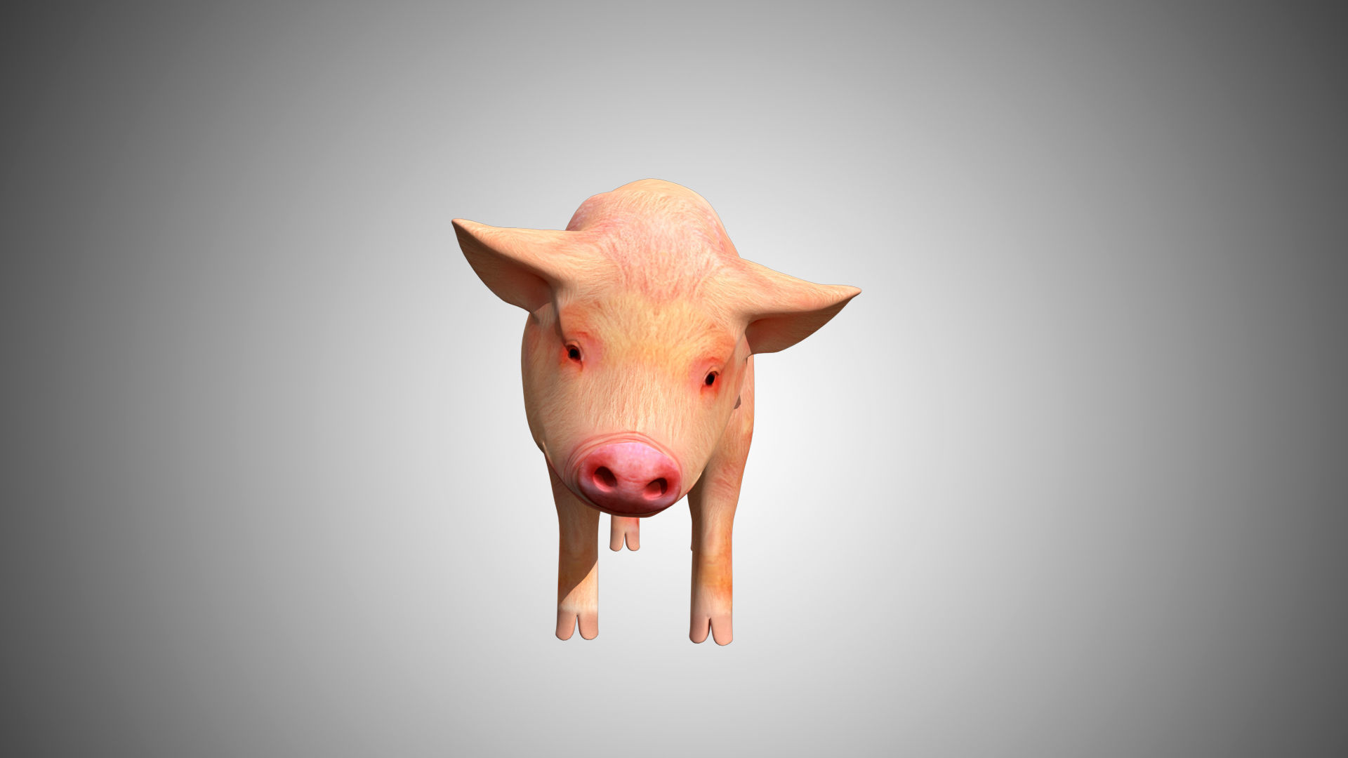 Pig red Low-poly 3D model_5