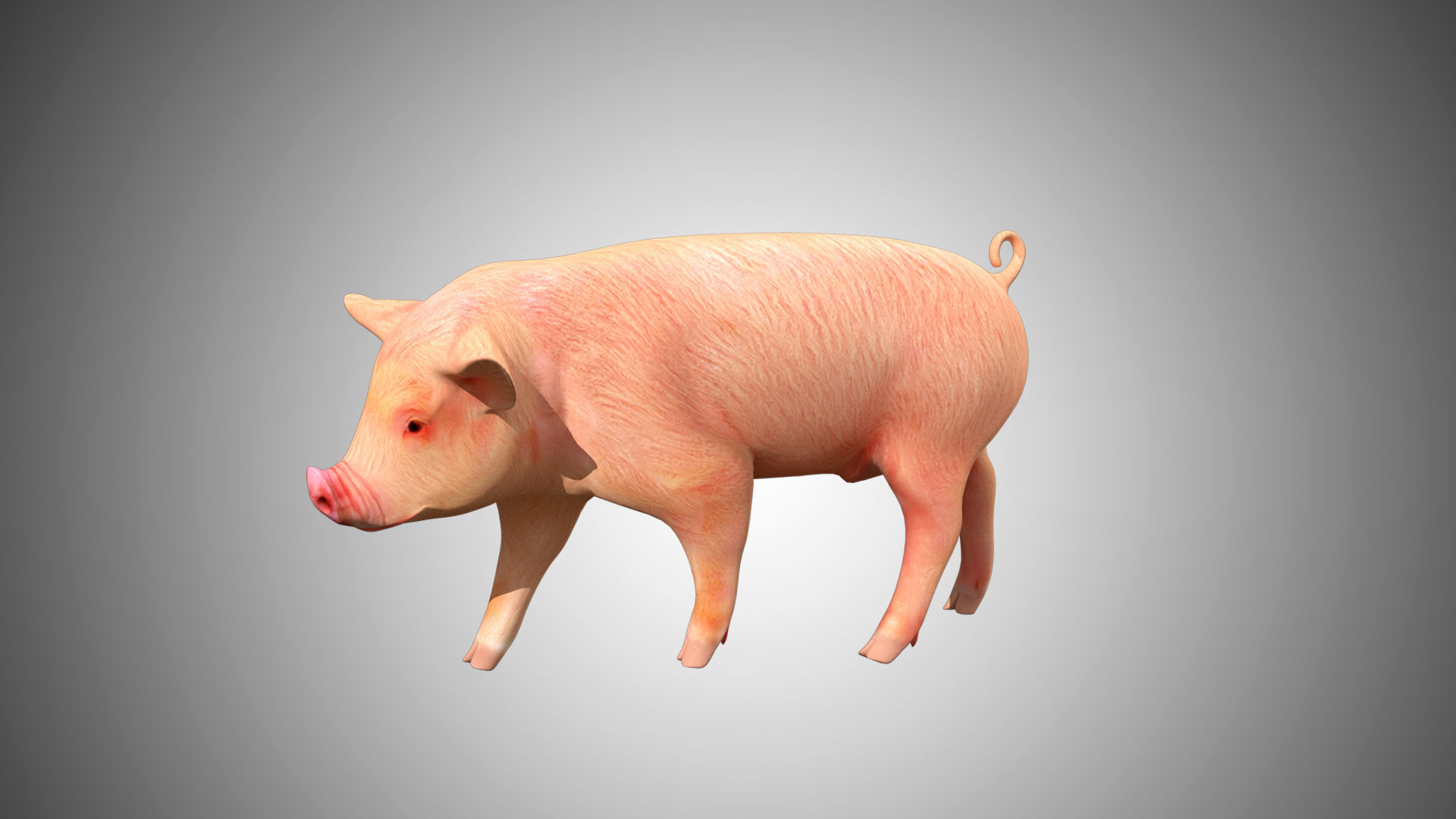 Pig red Low-poly 3D model_6
