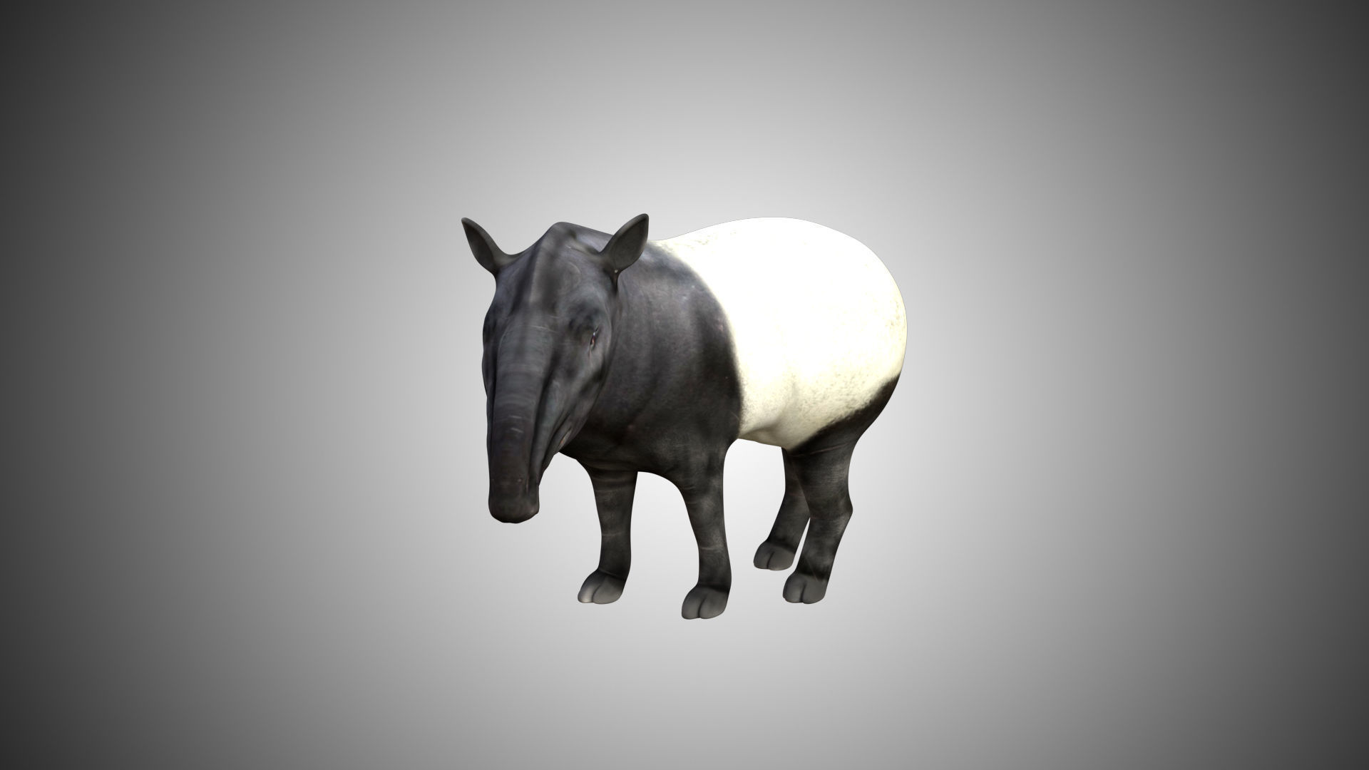 Tapir Low-poly 3D model_4