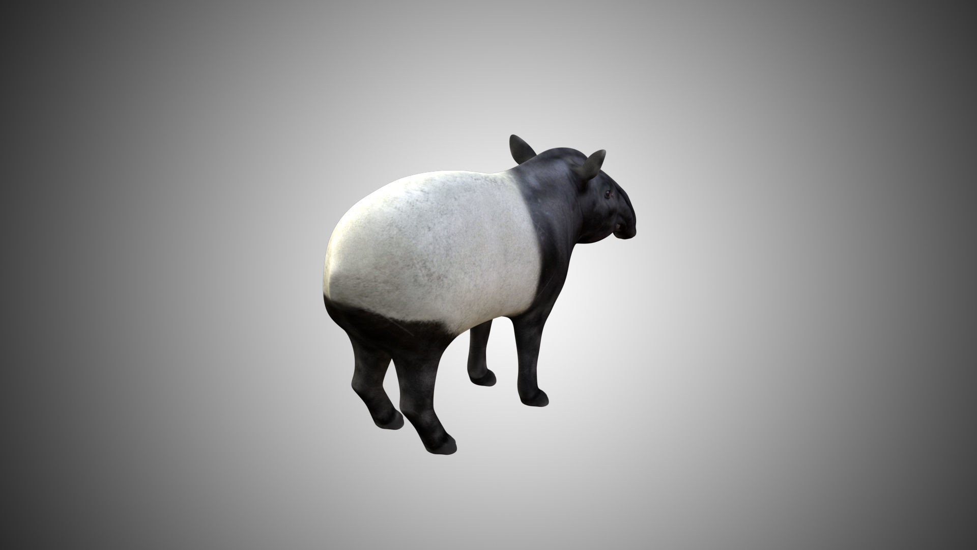 Tapir Low-poly 3D model_2