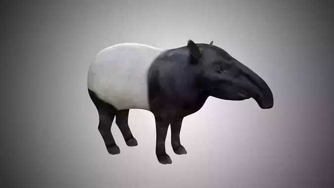 Tapir