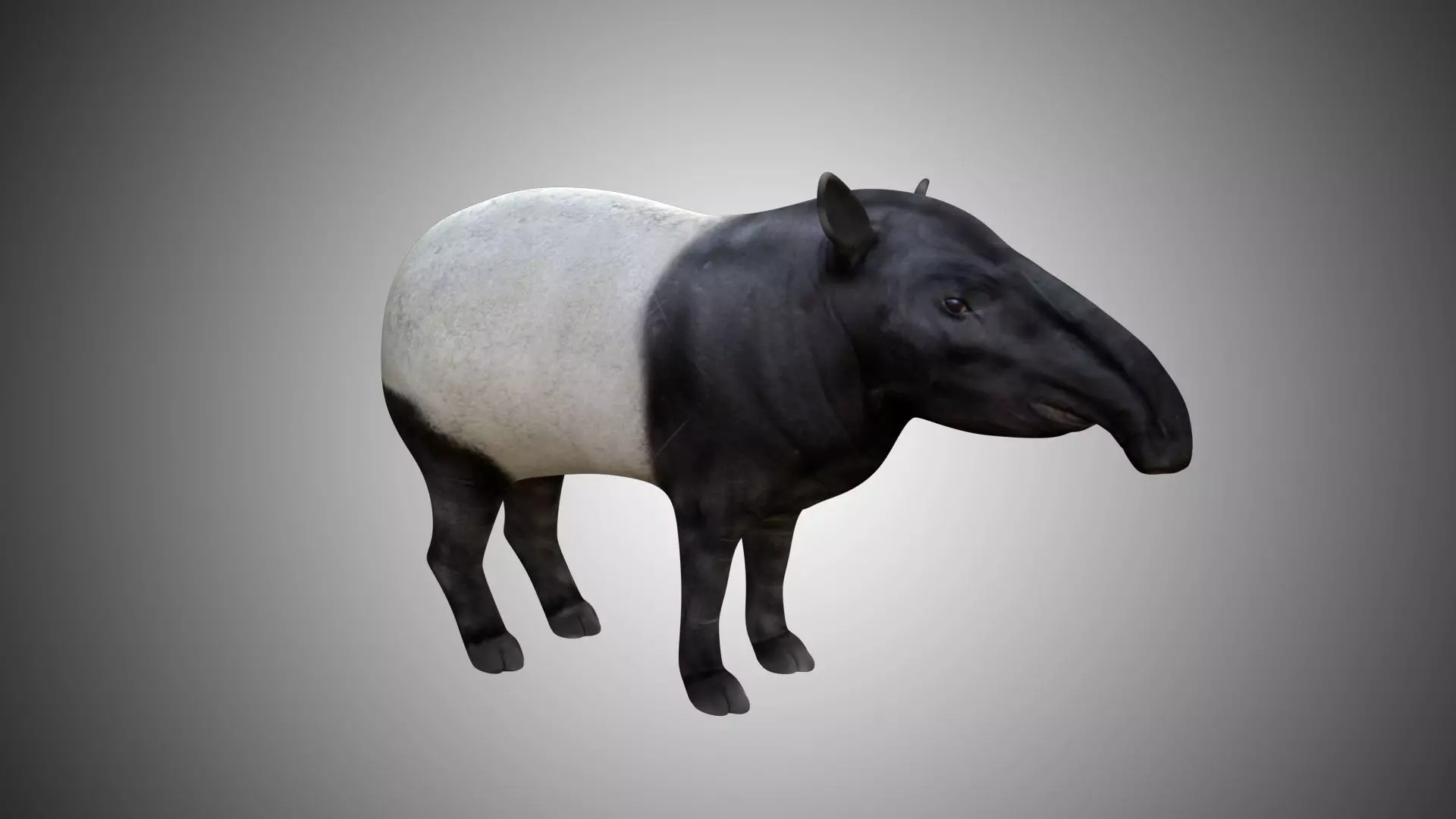 Tapir Low-poly 3D model_0