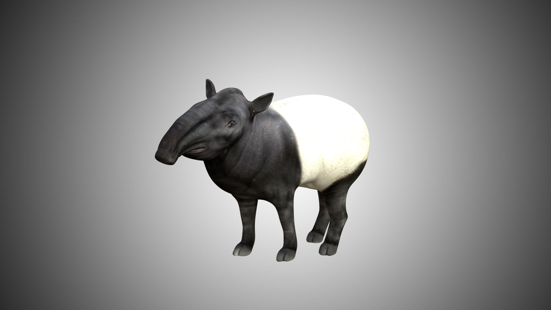 Tapir Low-poly 3D model_5