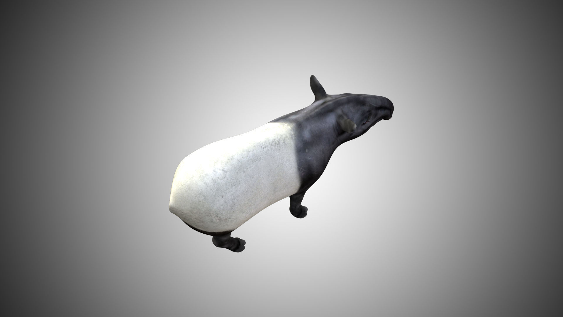 Tapir Low-poly 3D model_3