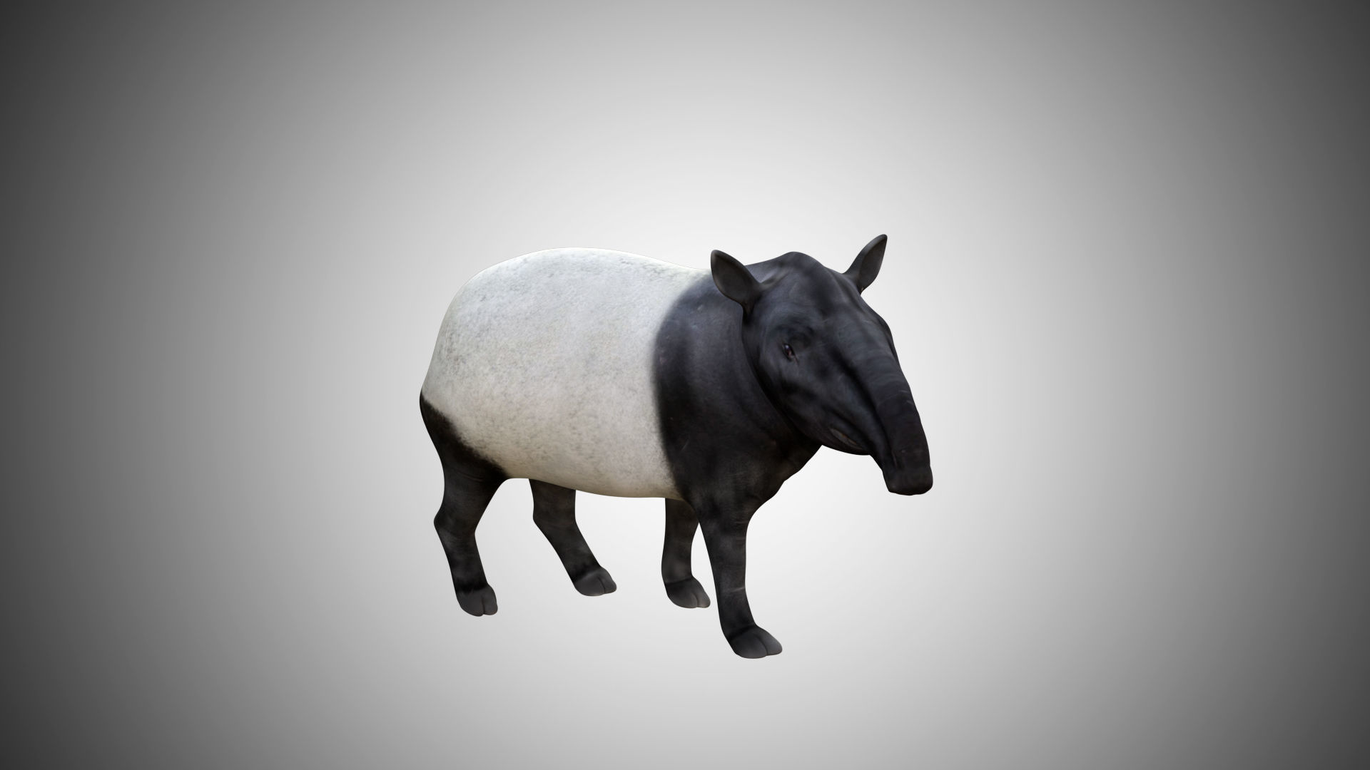 Tapir Low-poly 3D model_7