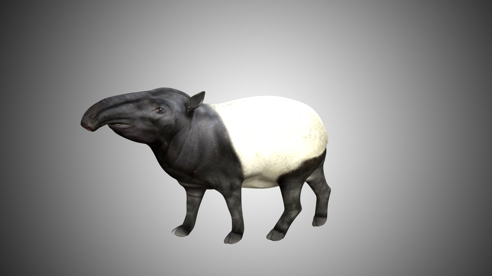 Tapir Low-poly 3D model_6