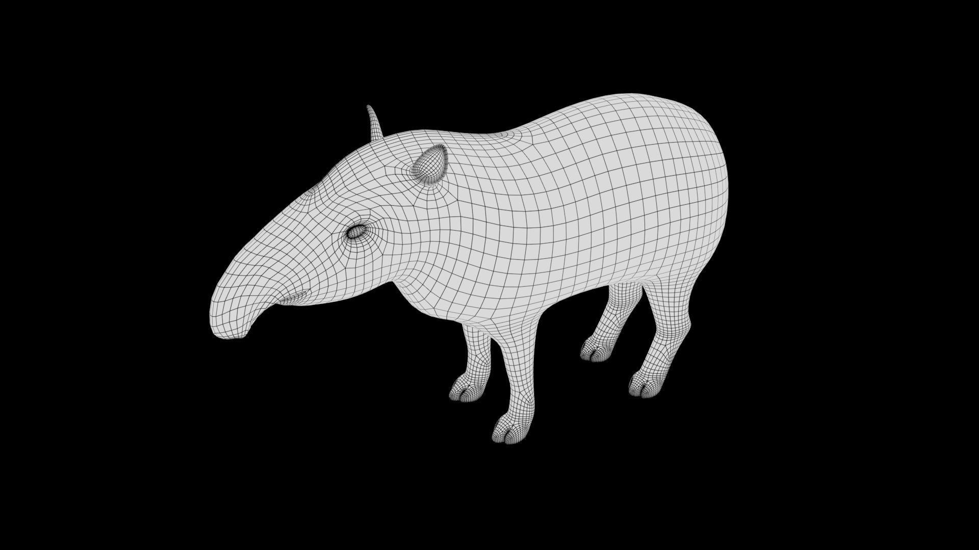 Tapir Low-poly 3D model_9