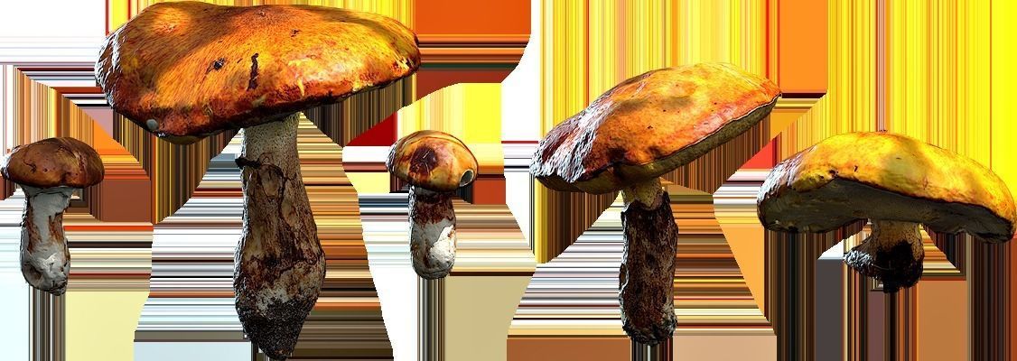 Mushrooms group of Low-poly 3D model_1