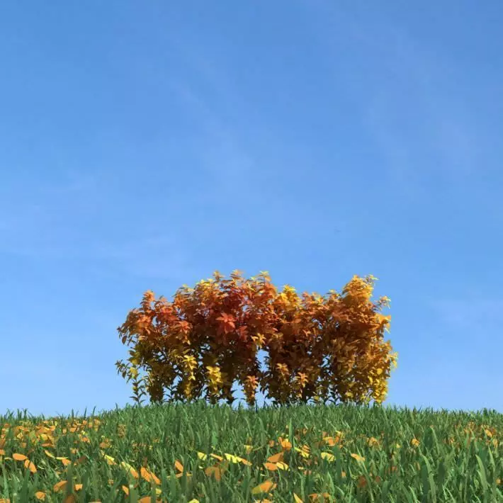 Plant Green Field 3D model_0