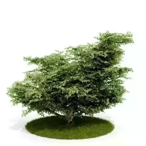 Outdoor Decorative Shrub