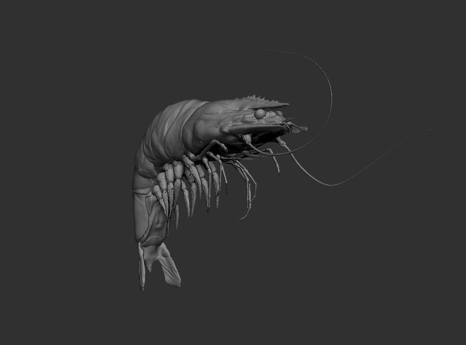 Shrimp insect 3D model_1