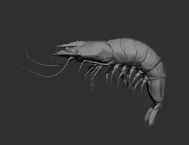 Shrimp insect