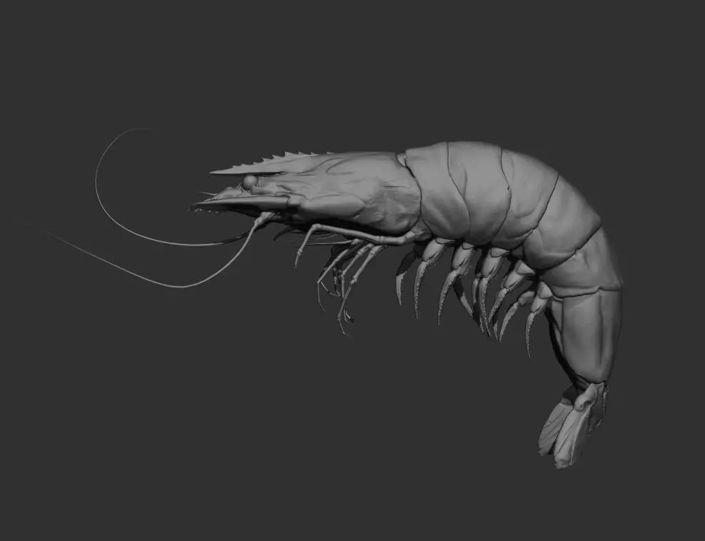 Shrimp insect 3D model_0