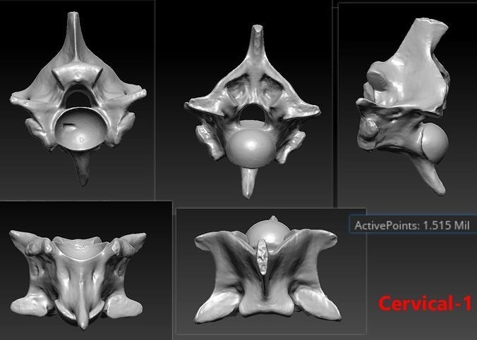 2 Snake Cervical Neck Bones Skeleton 3D Scanned Printable 3D print model