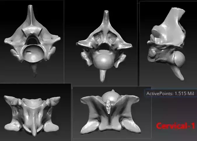 2 Snake Cervical Neck Bones Skeleton 3D Scanned Printable
