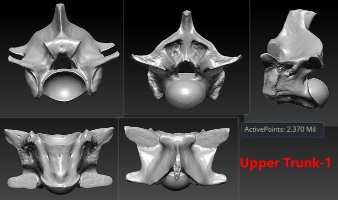 4 Snake Trunk Bones Skeleton 3D Scanned Accurate Printable 3D print model