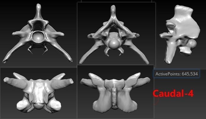 4 Snake Caudal Tail Bones Skeleton 3D Scanned Printable 3D print model