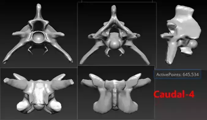 4 Snake Caudal Tail Bones Skeleton 3D Scanned Printable 3D print model
