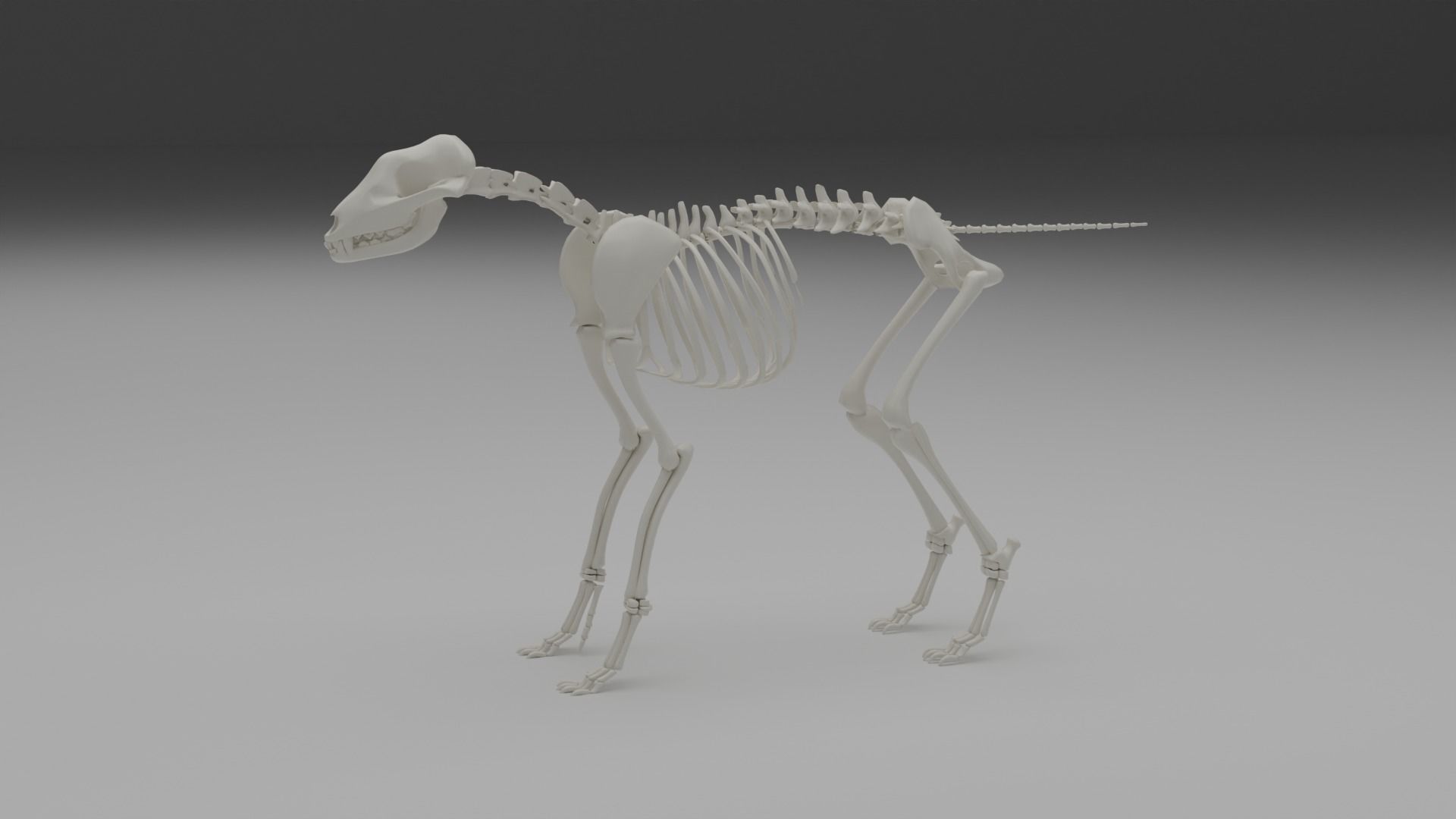 Wolf skeleton 3D model_14