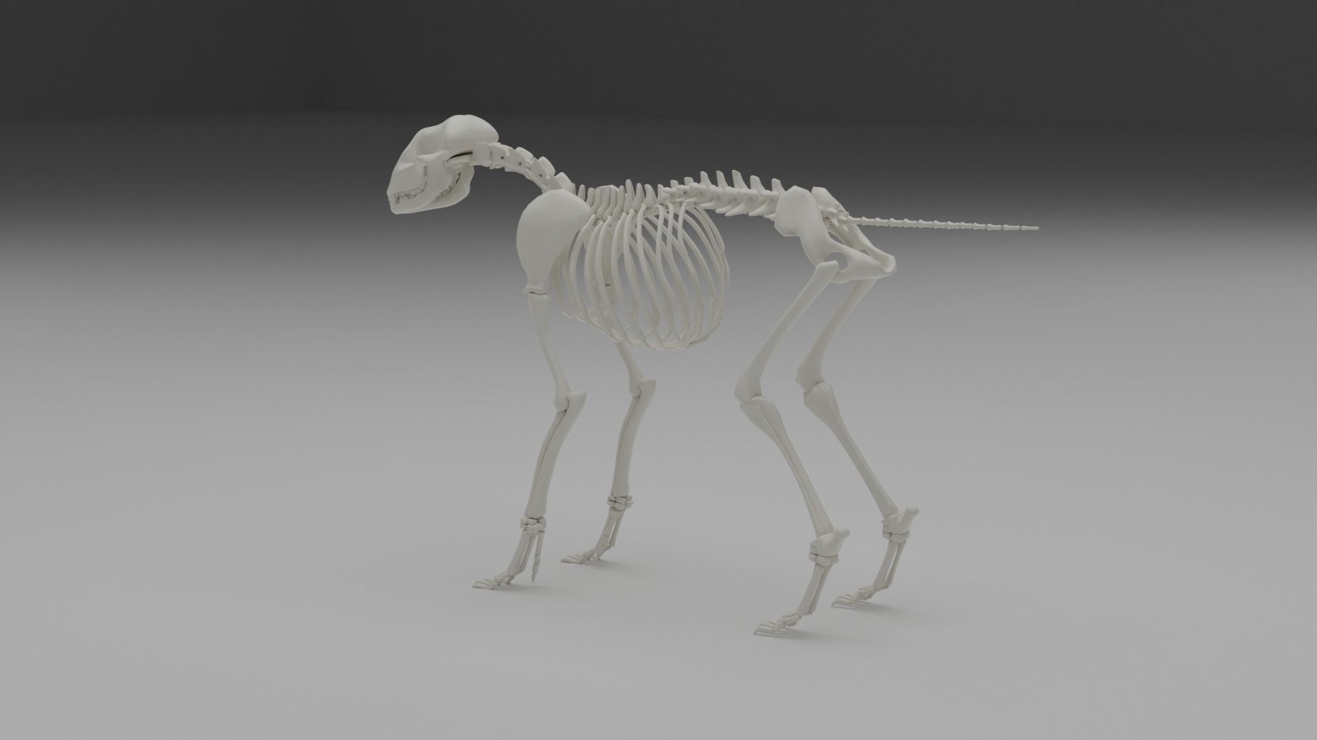 Wolf skeleton 3D model_11