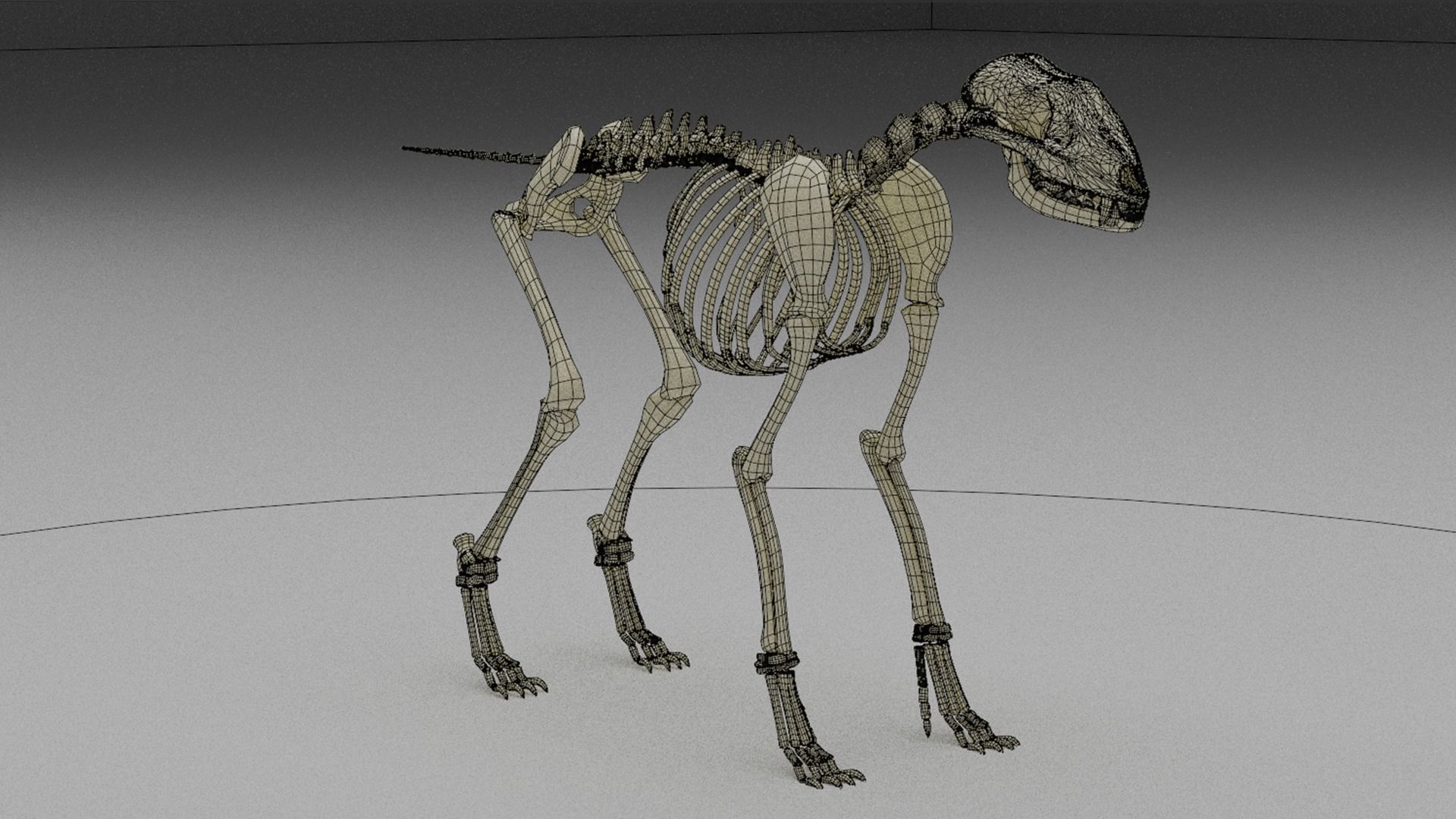 Wolf skeleton 3D model_1